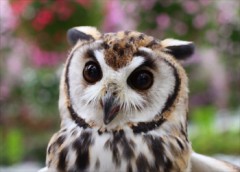 【お題日記】イヌ派？ネコ派？それとも？