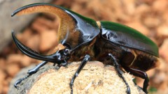【お題日記】今日は虫の日！好きな虫、嫌いな虫