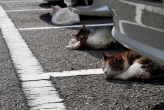 よし！晴れたら・・・