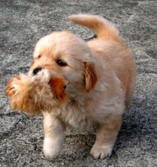 【お題日記】今年こそリベンジしたい！