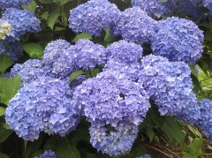 【お題日記】雨は好きですか？