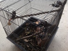 カブト虫たち＼(^o^)／