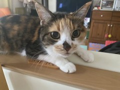 どんな行動にキュンとする？