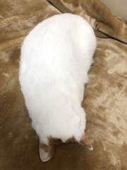 食パン 8枚切り