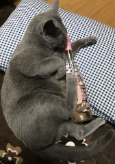 咲くらのわいん