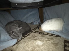 コタツを出した