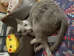 家族が増えたと思ったら