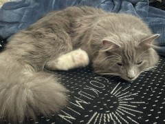 ***ｵﾋｻ(ﾉ*′Д`)乂(′∀｀*)ﾉｵﾋｻ***