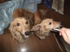 ウチの犬