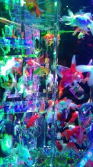 アートアクアリウム！昨日ついに