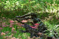 コツ知りたい笑