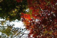 紅葉も終わりそう