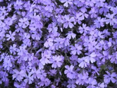 見ちゃいけない