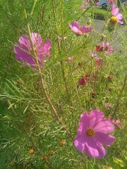 だいぶ秋らしくなってきましたね。