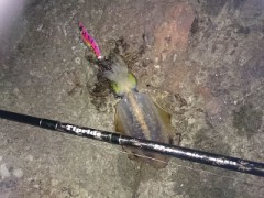 食べる分だけ・・・