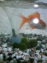 金魚かってます