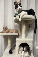 猫カフェにて
