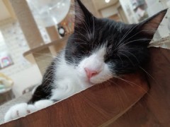 実家の猫