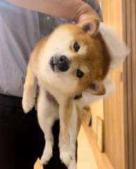 実家の柴