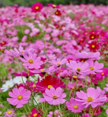 コスモス畑