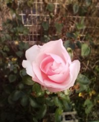 秋薔薇