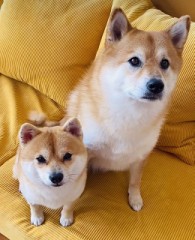 実家のしば犬
