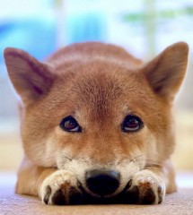 こたつ出した