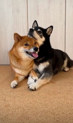 ブラックフライデー