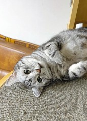 猫のいる生活