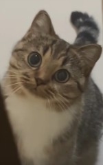 友達の猫ちゃん