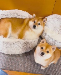 柴犬さん
