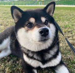 実家からの写真