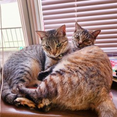 インフルエンザ