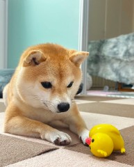 実家に帰省