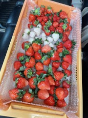 いちご農家さん