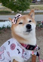 帰省