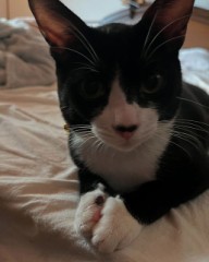 猫カフェ