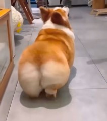 コーギーカフェ