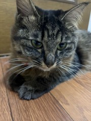 お店の猫ちゃん