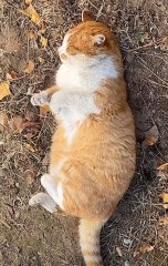 道端の野良猫