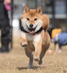 プロのカメラマンさん