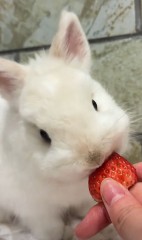 うさぎカフェ