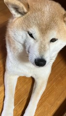 やる気のない1日