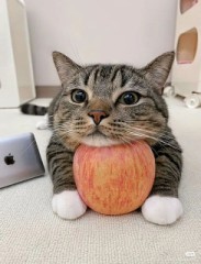 友達の家の猫