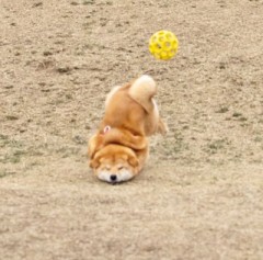 柴犬と遊んでる最中