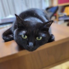 黒猫ちゃん
