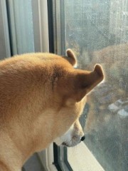 犬の可愛い行動