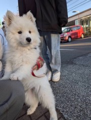 サモエドの子犬