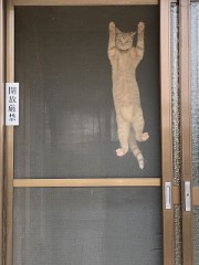 おばあちゃん家の猫