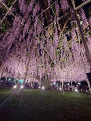 藤の花